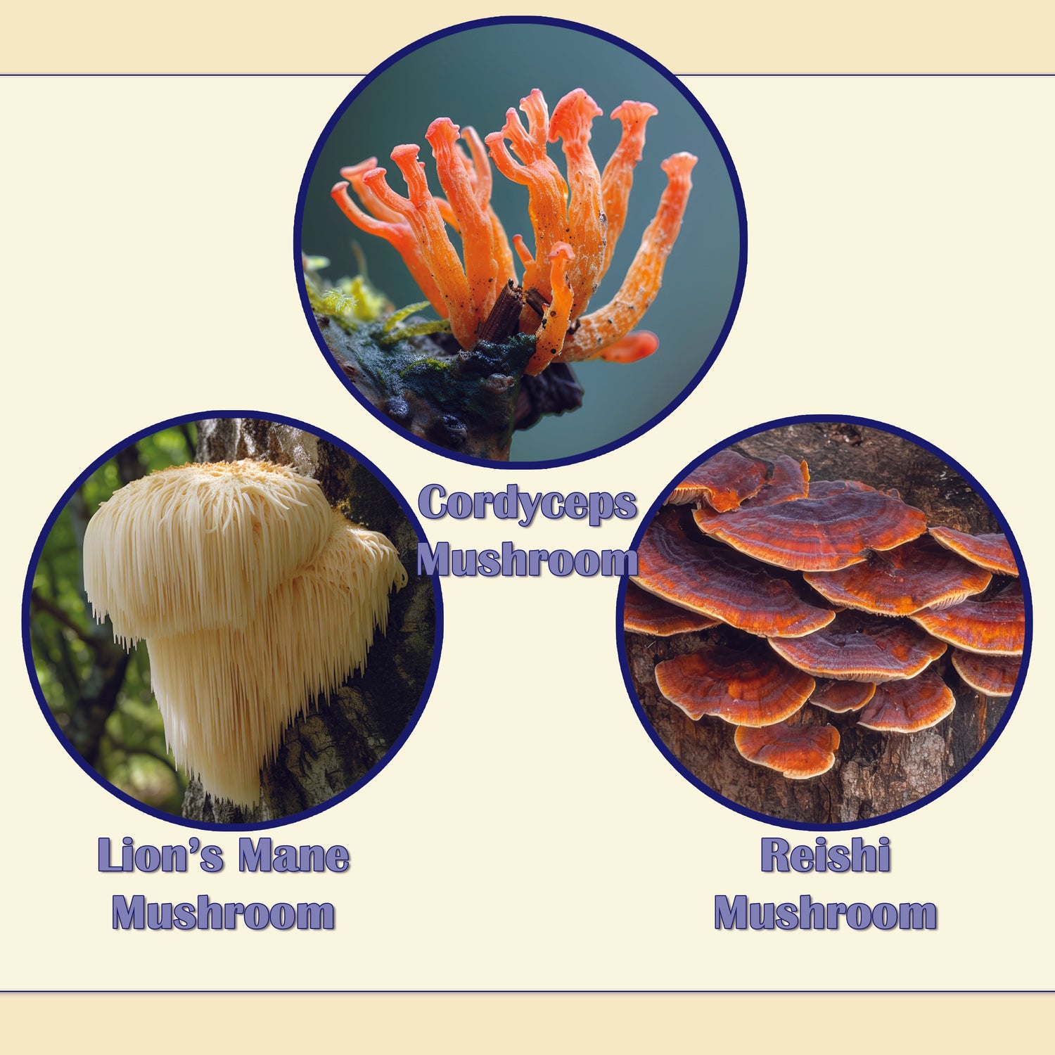 Mushroom Products