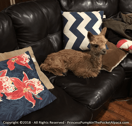 Cria (baby) Princess Pumpkin the Pocket Alpaca sitting on the couch photo