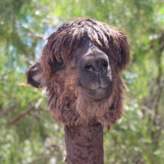 Photo of Gracie the Alpaca. Gracie's Mushroom Coffee - Medium Roast - Mushroom Coffee - Lion's Mane, Cordyceps, Reishi