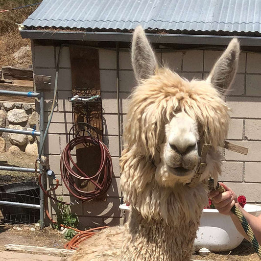 El Nino the Alpaca