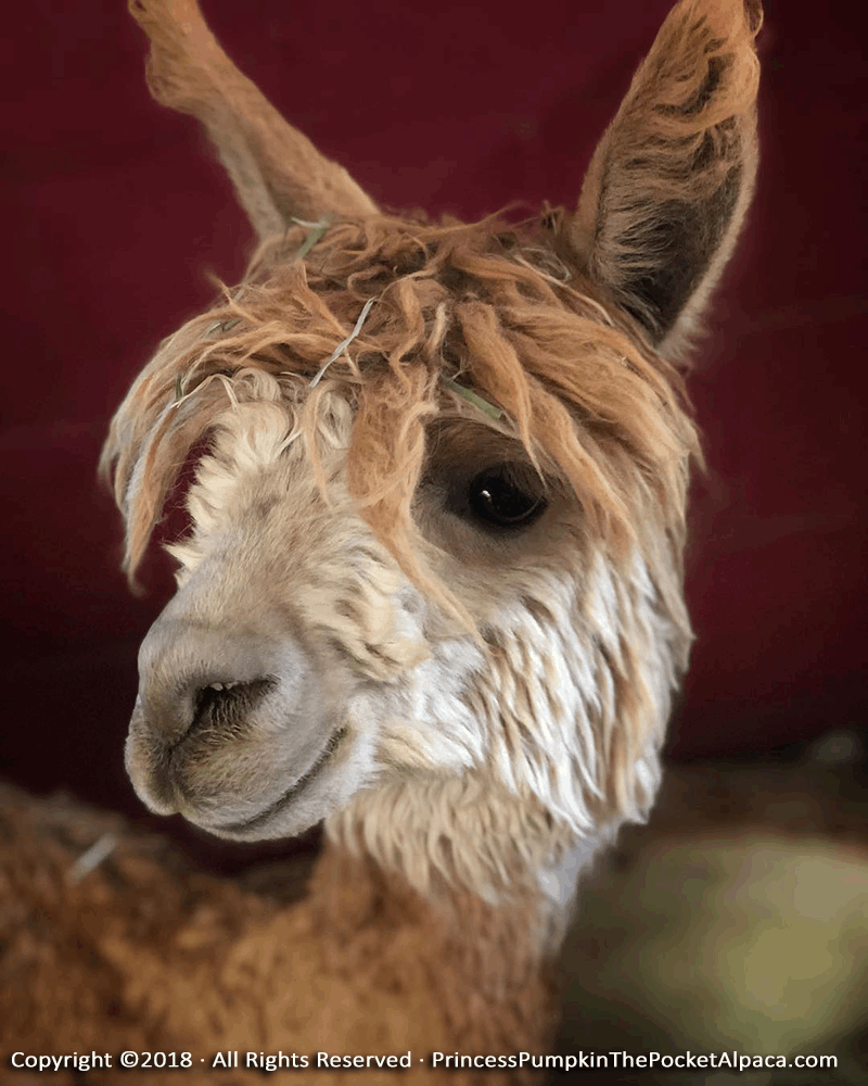 Adult Princess Pumpkin the Pocket Alpaca photo