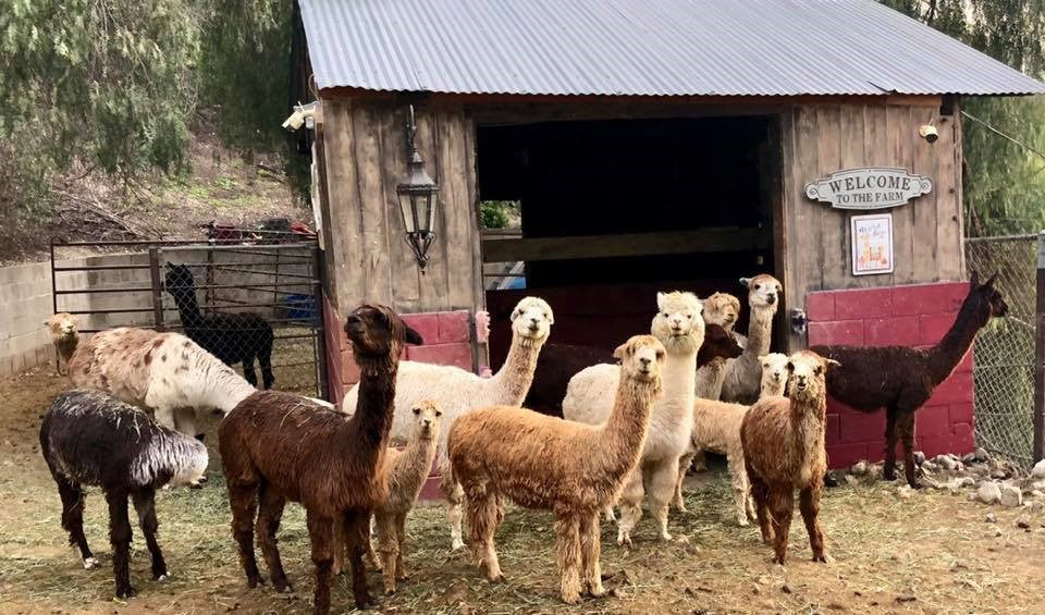 Alpacas in front of the barn