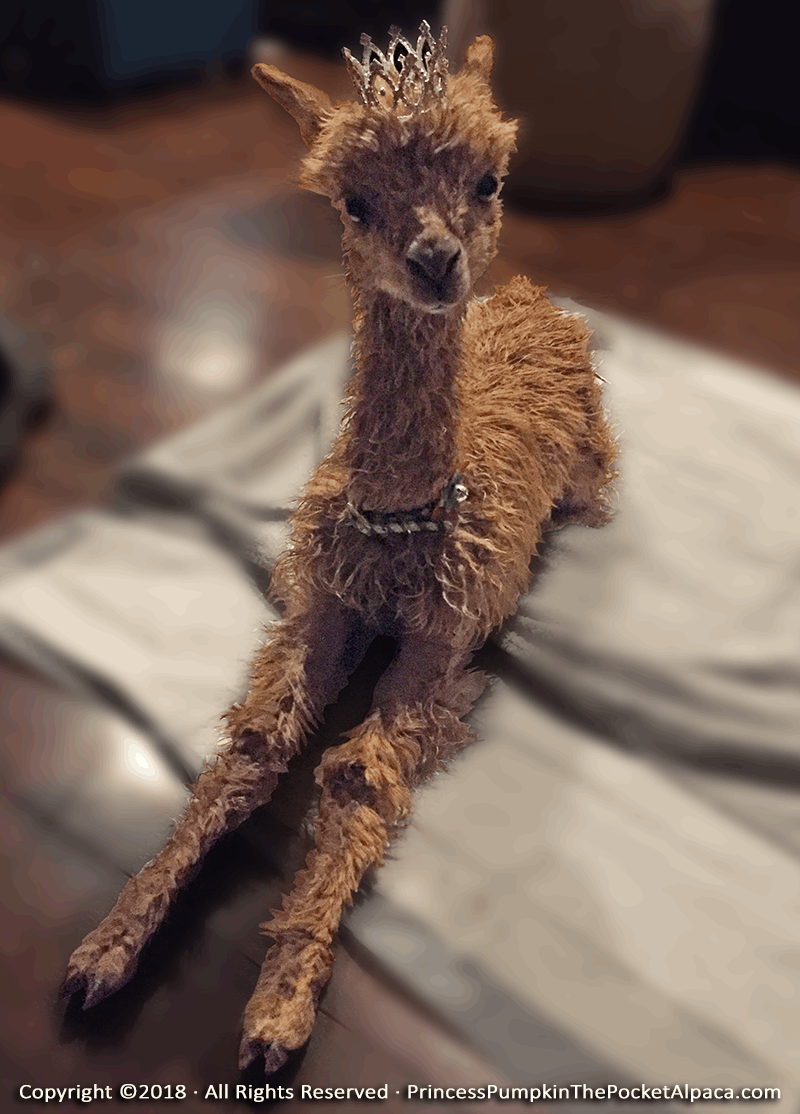 Cria (baby) Princess Pumpkin the Pocket Alpaca photo