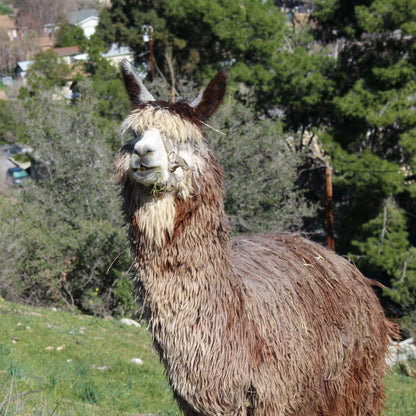 Photo of Aftershock the Alpaca. Aftershock's Instant Gratification - Mushroom Coffee Instant - Lion's Mane, Cordyceps, Reishi