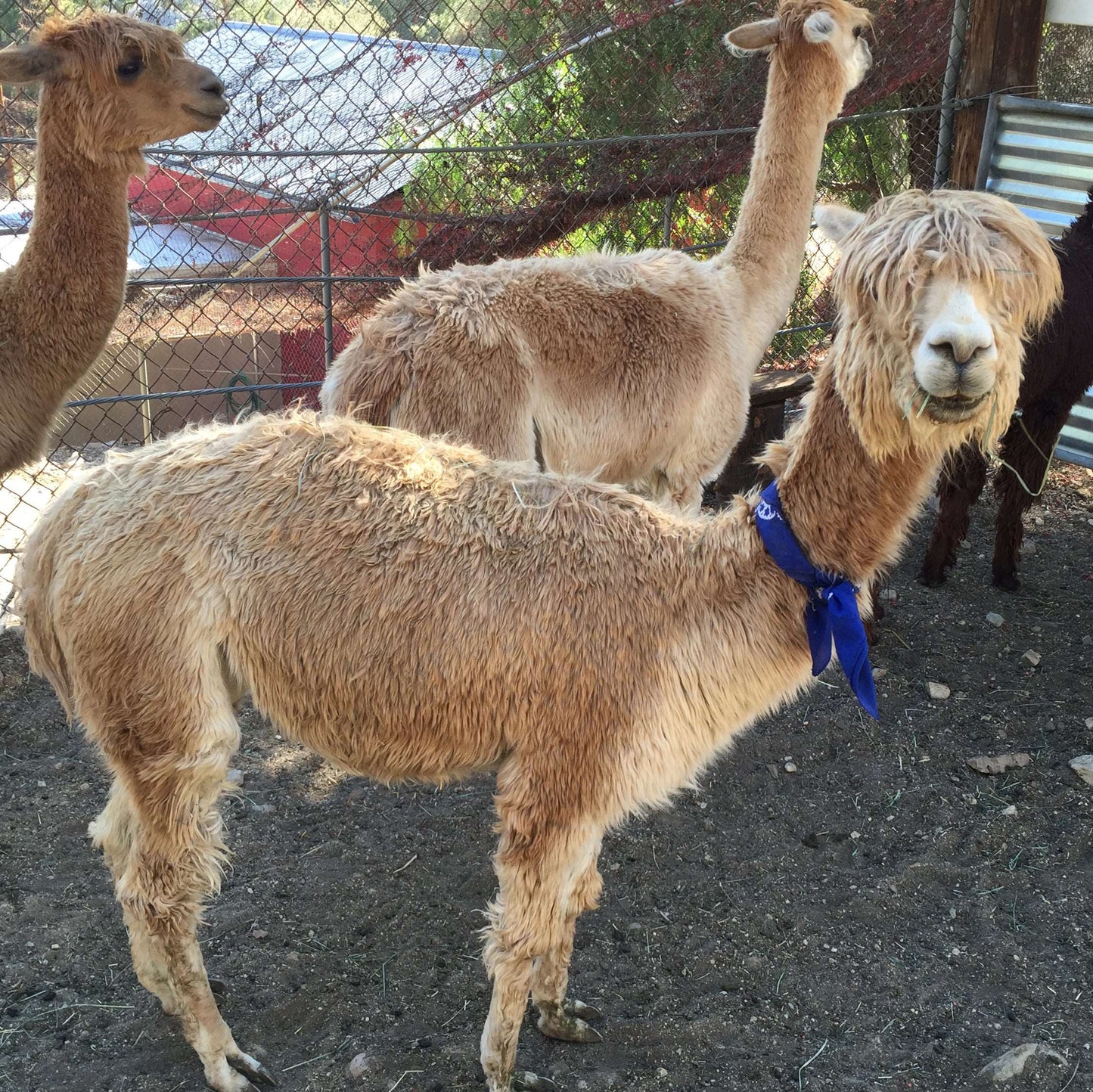 Photo of Blossom the Alpaca, Princess Pumpkin's Mother.  Blossom's Pump My Vibe Blend Instant Coffee - Mushroom Coffee