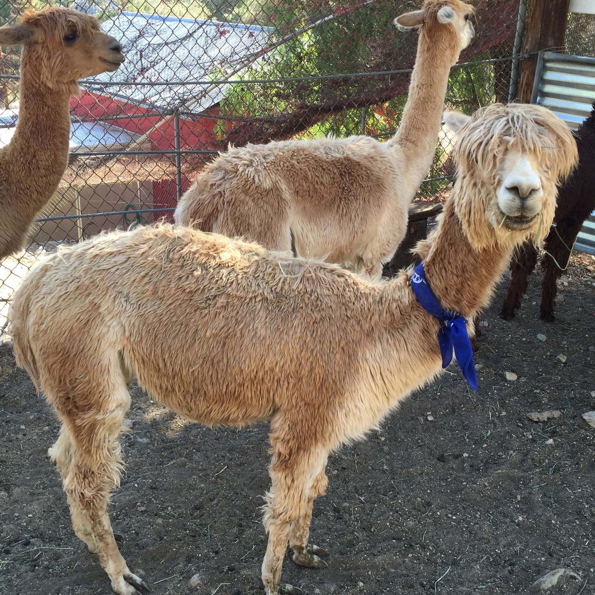 Photo of Blossom the Alpaca, Princess Pumpkin's Mother.  Blossom's Pump My Vibe Blend Instant Coffee - Mushroom Coffee