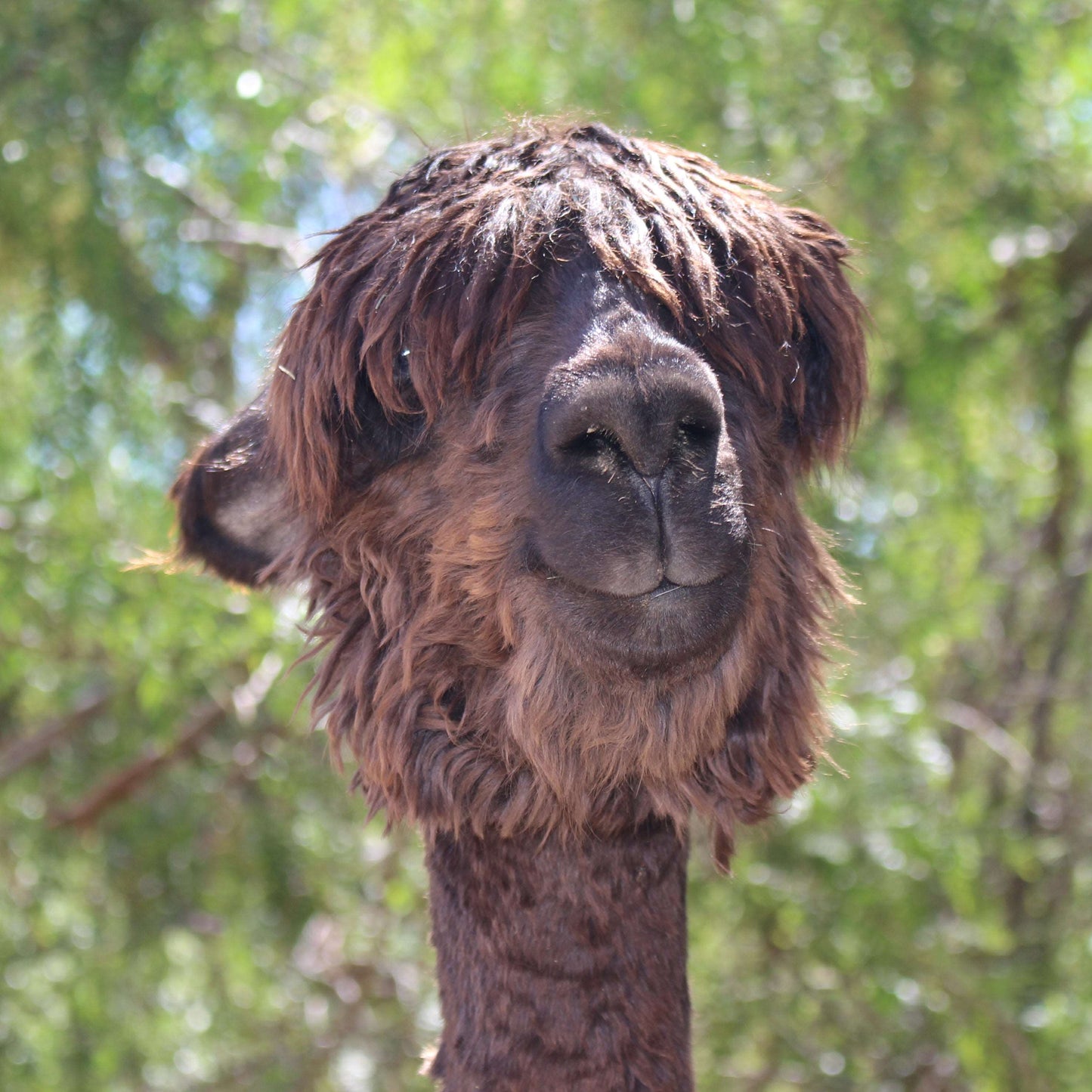Photo of Gracie the Alpaca.  Gracie's Mushroom Coffee - Medium Roast - Mushroom Coffee - Lion's Mane, Cordyceps, Reishi
