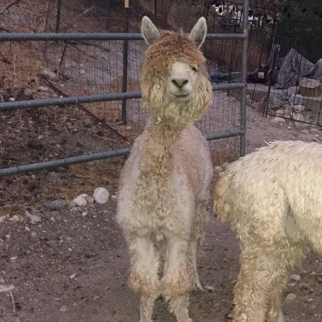 Photo of Rocky the Alpaca. Rocky's Mushroom Coffee - Dark Roast - Mushroom Coffee - Lion's Mane, Cordyceps, Reishi

