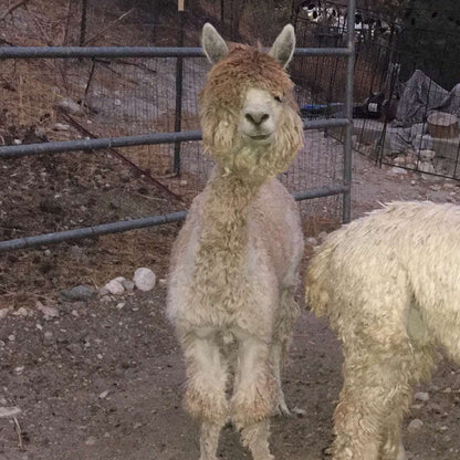 Photo of Rocky the Alpaca. Rocky's Mushroom Coffee - Dark Roast - Mushroom Coffee - Lion's Mane, Cordyceps, Reishi
