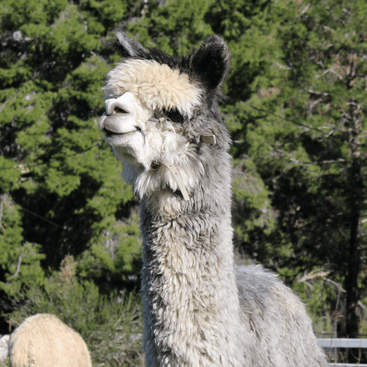Caesar the alpaca