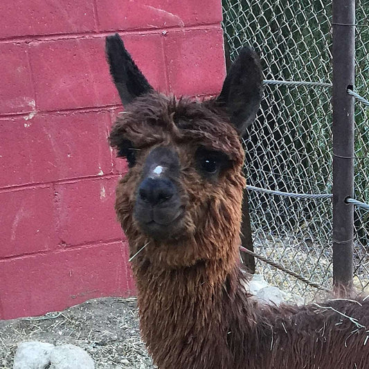 Copper the Alpaca