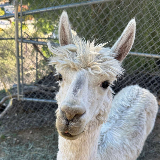 Kilowatt the alpaca