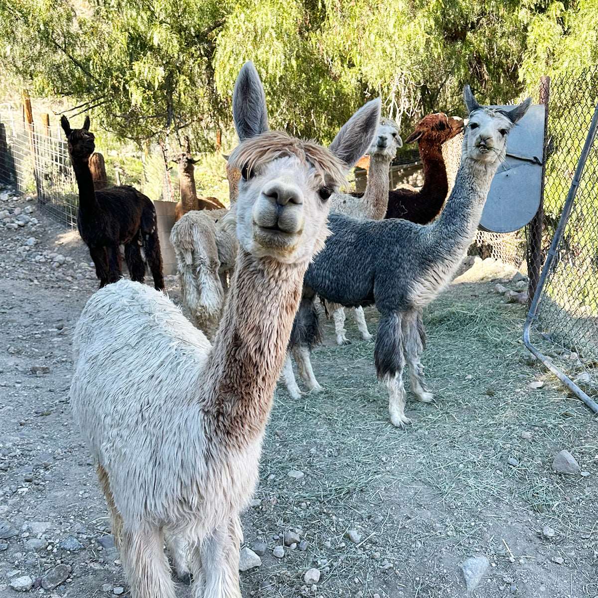 Pearl the Alpaca