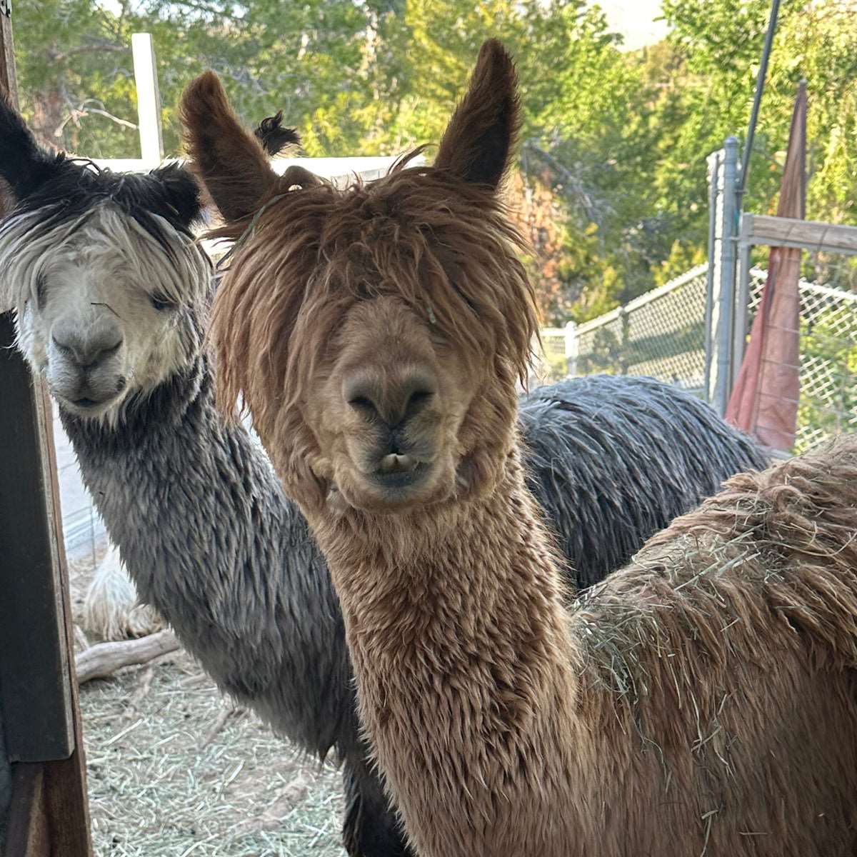 Ryder the alpaca