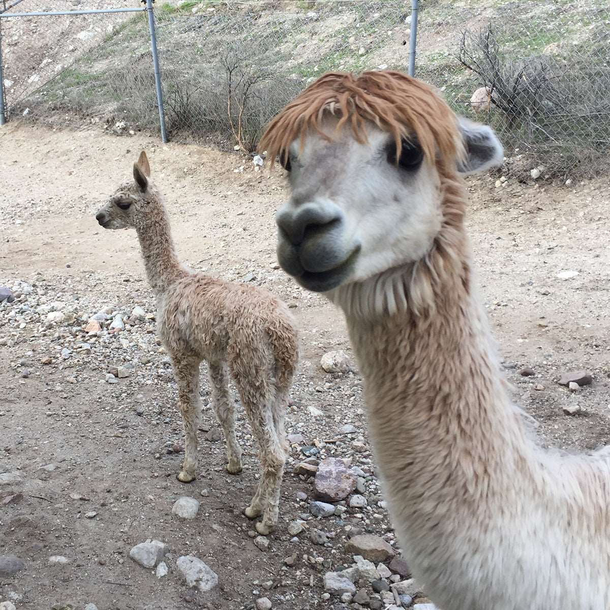 Sofia the alpaca