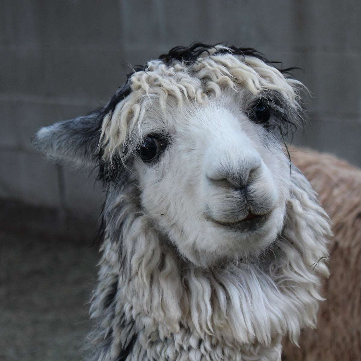 Stormy the alpaca