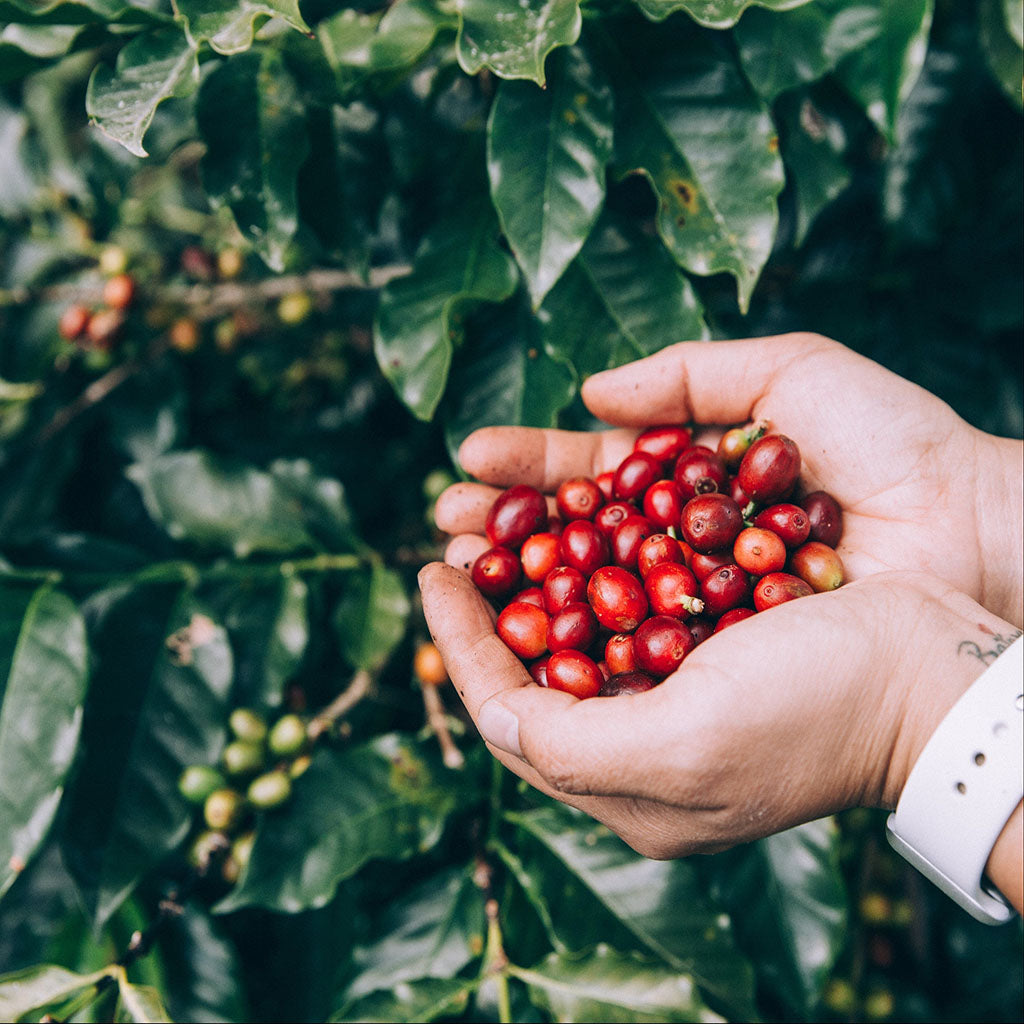 hand holding freshly picked coffee beans