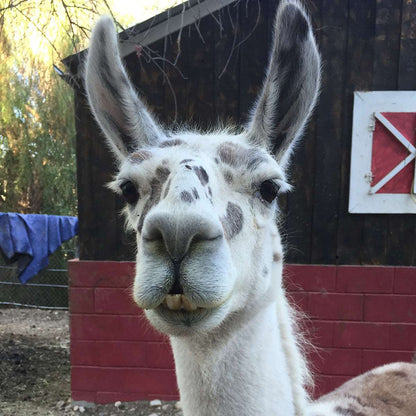 Papa the guard llama